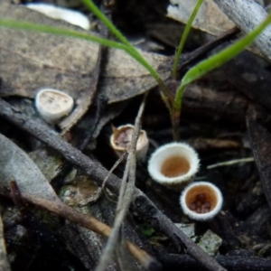 Cyathus sp. at Jerrabomberra, NSW - 12 Sep 2021 08:55 AM