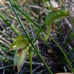 Bunochilus umbrinus (Broad-sepaled Leafy Greenhood) at Jerrabomberra, NSW - 11 Sep 2021 by Paul4K