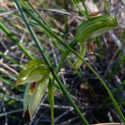 Bunochilus umbrinus (Broad-sepaled Leafy Greenhood) at Mount Jerrabomberra - 11 Sep 2021 by Paul4K
