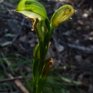 Bunochilus umbrinus (ACT) = Pterostylis umbrina (NSW) at suppressed - 12 Sep 2021