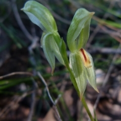 Bunochilus umbrinus (ACT) = Pterostylis umbrina (NSW) at suppressed - 12 Sep 2021