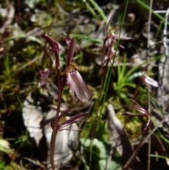 Cyrtostylis reniformis (Common Gnat Orchid) at Mount Jerrabomberra - 11 Sep 2021 by Paul4K
