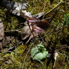 Cyrtostylis reniformis at suppressed - 12 Sep 2021