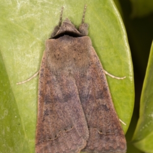 Pantydia (genus) at Melba, ACT - 9 Sep 2021 08:53 PM