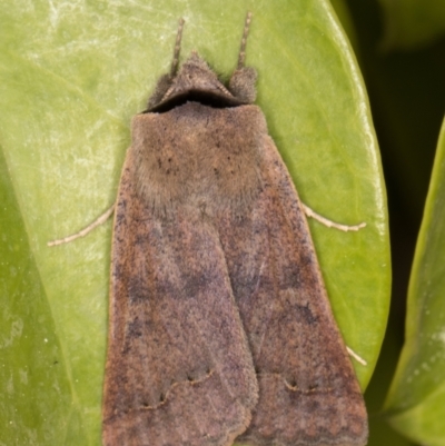 Pantydia (genus) (An Erebid moth) at Melba, ACT - 9 Sep 2021 by kasiaaus