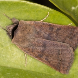 Pantydia (genus) at Melba, ACT - 9 Sep 2021 08:53 PM