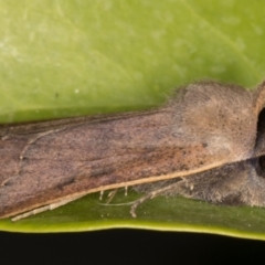 Pantydia (genus) at Melba, ACT - 9 Sep 2021 08:53 PM