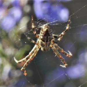 Backobourkia sp. (genus) at Wanniassa, ACT - 14 Sep 2021 05:10 PM