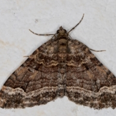 Epyaxa subidaria (Subidaria Moth) at Melba, ACT - 9 Sep 2021 by kasiaaus