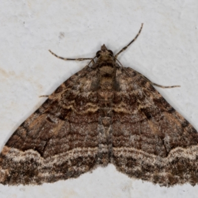Epyaxa subidaria (Subidaria Moth) at Melba, ACT - 9 Sep 2021 by kasiaaus