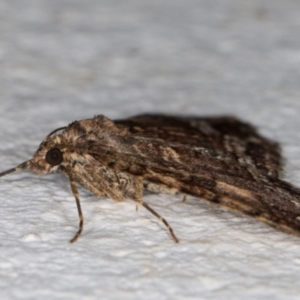 Epyaxa subidaria at Melba, ACT - 9 Sep 2021