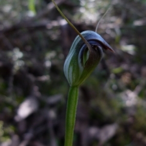 Pterostylis pedunculata at Jerrabomberra, NSW - 12 Sep 2021