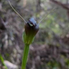 Pterostylis pedunculata at Jerrabomberra, NSW - 12 Sep 2021