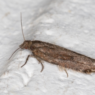 Tortricinae (subfamily) (A tortrix moth) at Melba, ACT - 9 Sep 2021 by kasiaaus