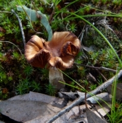 Unidentified Cap on a stem; gills below cap [mushrooms or mushroom-like] at Mount Jerrabomberra QP - 12 Sep 2021 by Paul4K