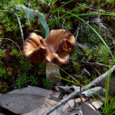 Unidentified Cap on a stem; gills below cap [mushrooms or mushroom-like] at Mount Jerrabomberra - 12 Sep 2021 by Paul4K