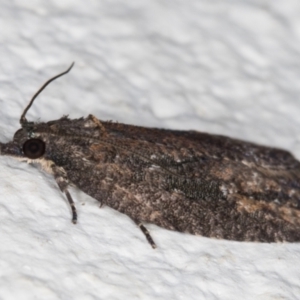 Thrincophora inconcisana at Melba, ACT - 9 Sep 2021 11:52 PM