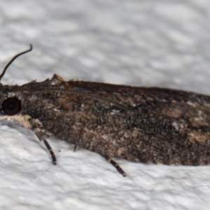 Thrincophora inconcisana at Melba, ACT - 9 Sep 2021 11:52 PM