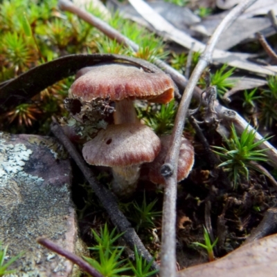 Unverified Cap on a stem; gills below cap [mushrooms or mushroom-like] at Jerrabomberra, NSW - 12 Sep 2021 by Paul4K