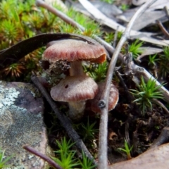 Unidentified Cap on a stem; gills below cap [mushrooms or mushroom-like] at Jerrabomberra, NSW - 12 Sep 2021 by Paul4K