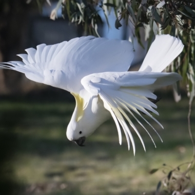 Cacatua galerita (Sulphur-crested Cockatoo) at Googong, NSW - 10 Sep 2021 by WHall
