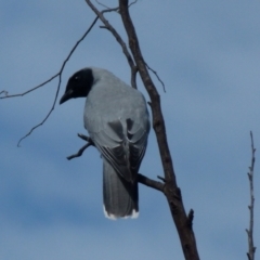 Coracina novaehollandiae (Black-faced Cuckooshrike) at Mount Jerrabomberra - 12 Sep 2021 by Paul4K