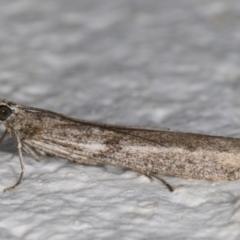 Homoeosoma vagella at Melba, ACT - 10 Sep 2021 07:27 PM