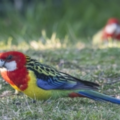 Platycercus eximius (Eastern Rosella) at Googong, NSW - 11 Sep 2021 by WHall