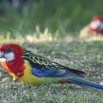 Platycercus eximius (Eastern Rosella) at Googong, NSW - 11 Sep 2021 by WHall