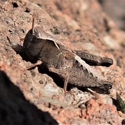 Caledia captiva (grasshopper) at Mount Mugga Mugga - 14 Sep 2021 by JohnBundock
