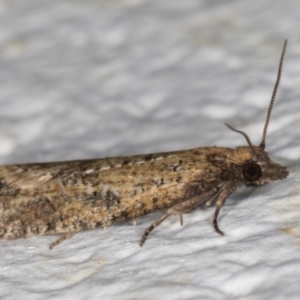 Tortricinae (subfamily) at Melba, ACT - 10 Sep 2021 07:30 PM