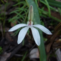 Caladenia fuscata (Dusky Fingers) at Mount Jerrabomberra - 12 Sep 2021 by Paul4K