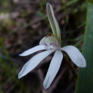 Caladenia fuscata at Jerrabomberra, NSW - suppressed