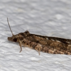 Thrincophora impletana at Melba, ACT - 10 Sep 2021 07:31 PM