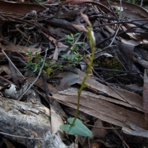 Acianthus sp. at Jerrabomberra, NSW - 12 Sep 2021