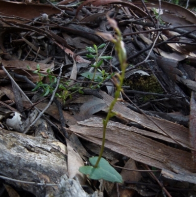 Acianthus sp. (Mayflower Orchid) at Mount Jerrabomberra QP - 12 Sep 2021 by Paul4K
