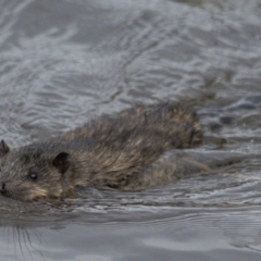 Hydromys chrysogaster (Rakali or Water Rat) at QPRC LGA - 10 Sep 2021 by WHall