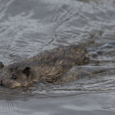Hydromys chrysogaster (Rakali or Water Rat) at Queanbeyan, NSW - 10 Sep 2021 by WHall