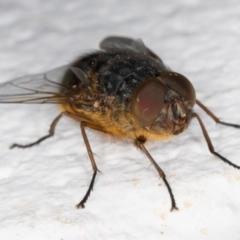 Calliphora stygia (Brown blowfly or Brown bomber) at Melba, ACT - 9 Sep 2021 by kasiaaus