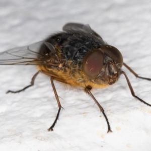 Calliphora stygia at Melba, ACT - 9 Sep 2021