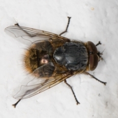 Calliphora stygia at Melba, ACT - 9 Sep 2021