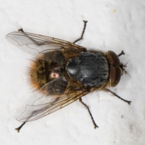 Calliphora stygia at Melba, ACT - 9 Sep 2021