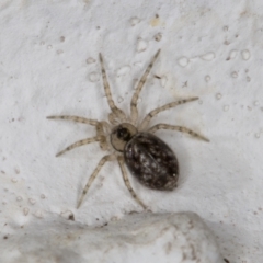 Oecobius sp. (genus) (Wall spider) at Melba, ACT - 9 Sep 2021 by kasiaaus