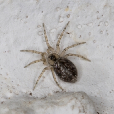 Oecobius sp. (genus) (Wall spider) at Melba, ACT - 9 Sep 2021 by kasiaaus