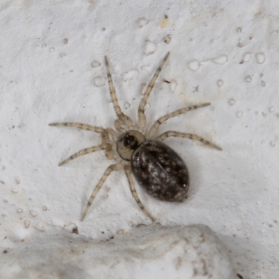 Oecobius sp. (genus) (Midget house spider) at Melba, ACT - 9 Sep 2021 by kasiaaus