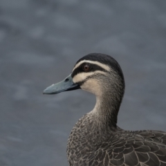 Anas superciliosa (Pacific Black Duck) at Queanbeyan River - 10 Sep 2021 by WHall