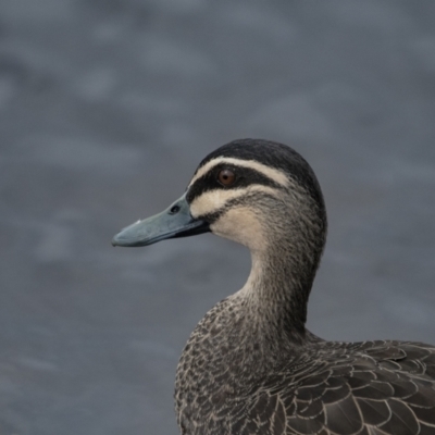 Anas superciliosa (Pacific Black Duck) at Queanbeyan, NSW - 10 Sep 2021 by WHall