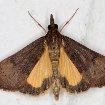 Uresiphita ornithopteralis (Tree Lucerne Moth) at Melba, ACT - 10 Sep 2021 by kasiaaus