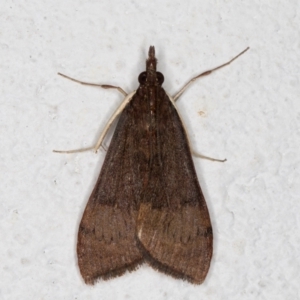 Uresiphita ornithopteralis at Melba, ACT - 10 Sep 2021