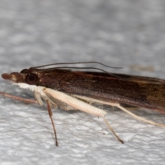 Uresiphita ornithopteralis at Melba, ACT - 10 Sep 2021 08:55 PM